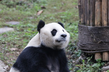 3 Legs Panda in China