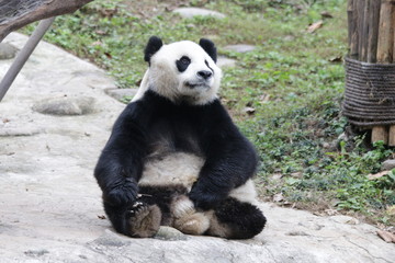 Obraz premium 3 Legs Panda in China
