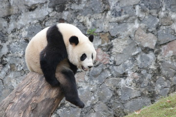 Obraz premium Giant Panda is Sitting on the Wood Stool, China