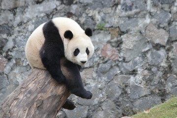 Obraz na płótnie Canvas Giant Panda is Sitting on the Wood Stool, China