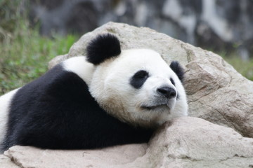 Naklejka premium Sleeping Panda, China