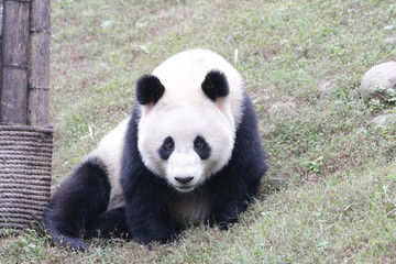 Panda  name Qing Qing, 