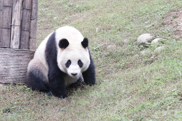 Obraz na płótnie Canvas Funny Pose of Giant Panda on the Green Yard, China