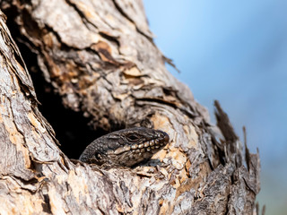 Sand Goanna (Varanus gouldii) peeking out of a tree hollow
