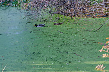 Group male and female of mallard ducks swim on a autumnal  lake with green duckweed and eat, South park, Sofia, Bulgaria 