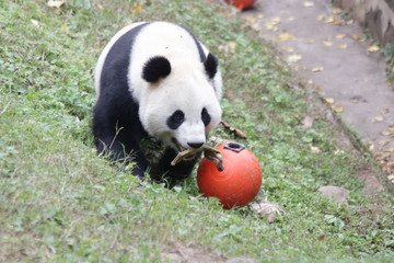 Playful Panda is Playing with an Orange Ball © foreverhappy