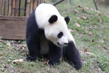 Obraz premium Giant Panda in China