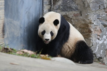 Obraz premium Famous Giant panda, Born in U.S.A. name Tai Shan, Dujiangyan , China