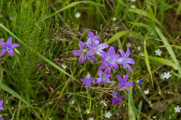 Purple meadow flowers