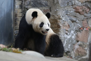 Obraz premium Famous Giant panda, Born in U.S.A. name Tai Shan, Dujiangyan , China