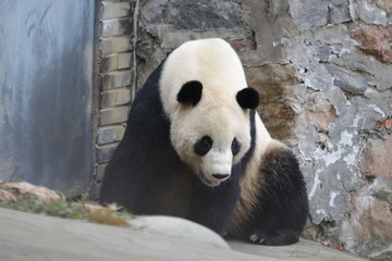 Obraz na płótnie Canvas Famous Giant panda, Born in U.S.A. name Tai Shan, Dujiangyan , China