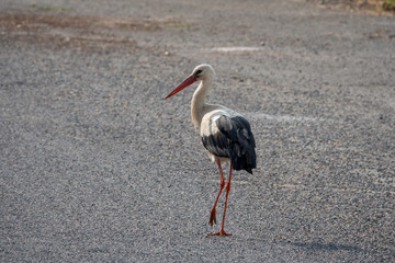 Stork walking on asphalt