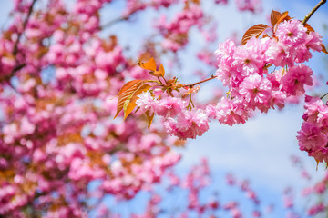 Pink cherry blossoms in bloom