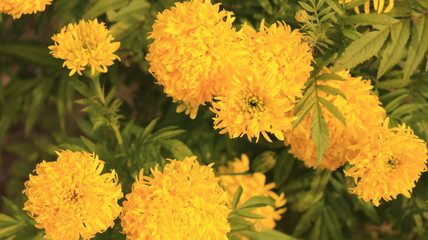 秋のマリーゴールド