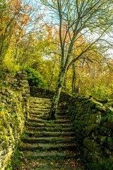 Fototapeta premium Tree In The Path