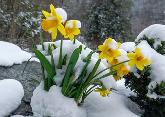 Blühende Osterglocken im Schnee in einem Garten 