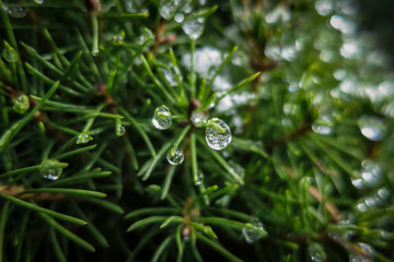 Transparent drops of freezing rain cover the needles of the Picea glauca Conica.  Selective focus.  Gentle winter picture.