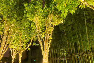 illuminated bamboo trees and trunks in the park