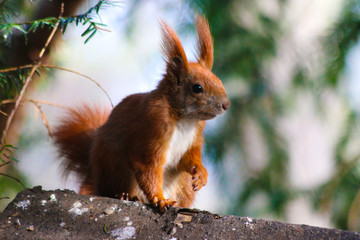 eichhörnchen