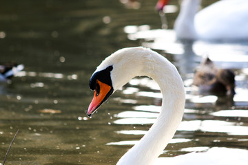 Schwan