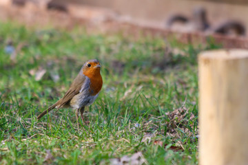 robin
