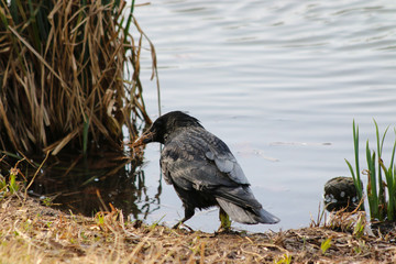 crow