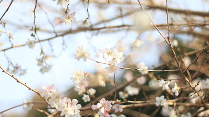 四季桜