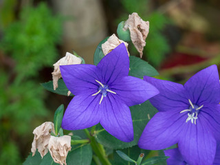 Campanule à grandes fleurs de couleur bleu pourpré (Platycodon grandiflorus)