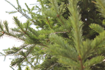 green branches of a tree