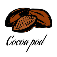 Vector color illustration of a Cocoa pod