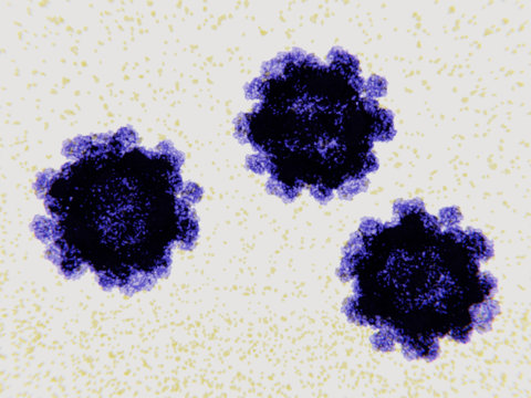Norovirus Photos Royalty Free Images Graphics Vectors Videos Adobe Stock