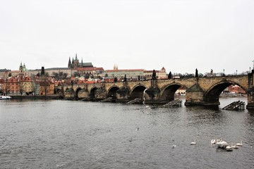 Fototapeta premium Prague, Czech Republic, January 2015. Swans on the water in front of the famous Charles Bridge.