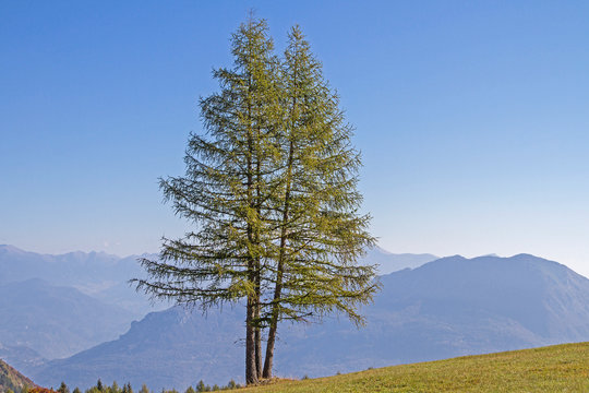 L&auml;rche im Gebirge