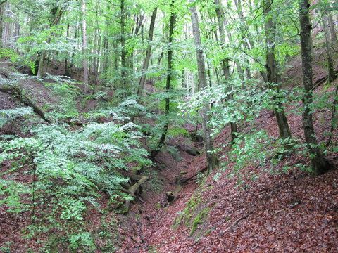 Klinge (kleines Kerbtal) im Fr&uuml;hjahr quer zum Siebenm&uuml;hlental in Waldenbuch (Kreis B&ouml;blingen)