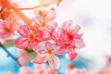 Pink flowers blossom. Nature beautiful floral background