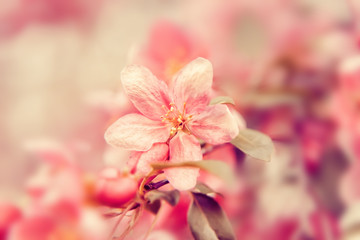 Fototapeta na wymiar Pink flowers blossom on tree. Nature beautiful floral pastel background