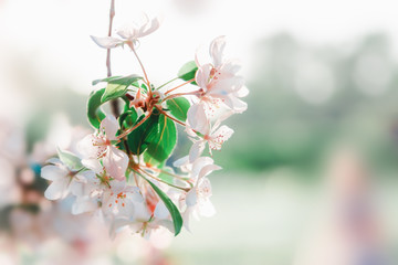 White flowers blossom on tree. Spring nature background