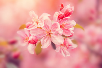 Fototapeta premium Pink flowers blossom on tree. Nature beautiful floral pastel background