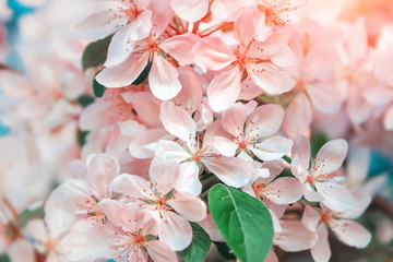White flowers blossom in spring. Nature background