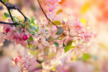 Pink flowers blossom on tree. Nature beautiful floral pastel background