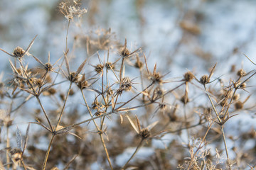 Field grass with angular leaves in winter