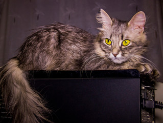 grey cat with big yellow eyes