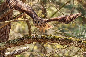 Barred Owl
