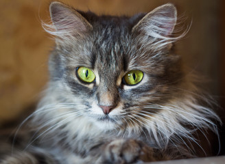 grey cat with big yellow eyes