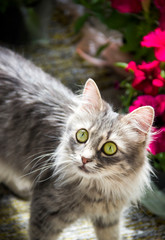 grey cat with big yellow eyes