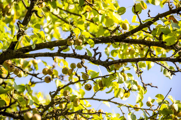 small wild apples