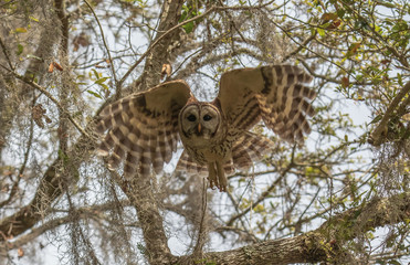 BARRED OWL