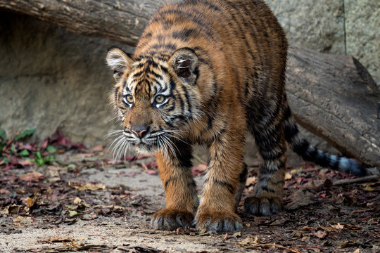 Cute sumatran tiger cub (Panthera tigris sumatrae)