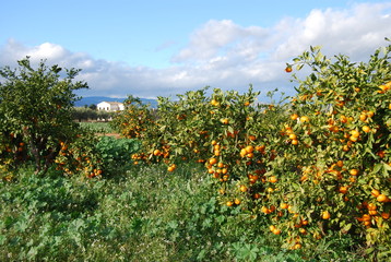 Valencian Orange Grove