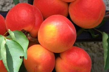Prunus armeniaca apricot tree branches full of frits, ripening apricots and green leaves on the tree during summer season